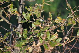 Image of Quercus faginea Lam.