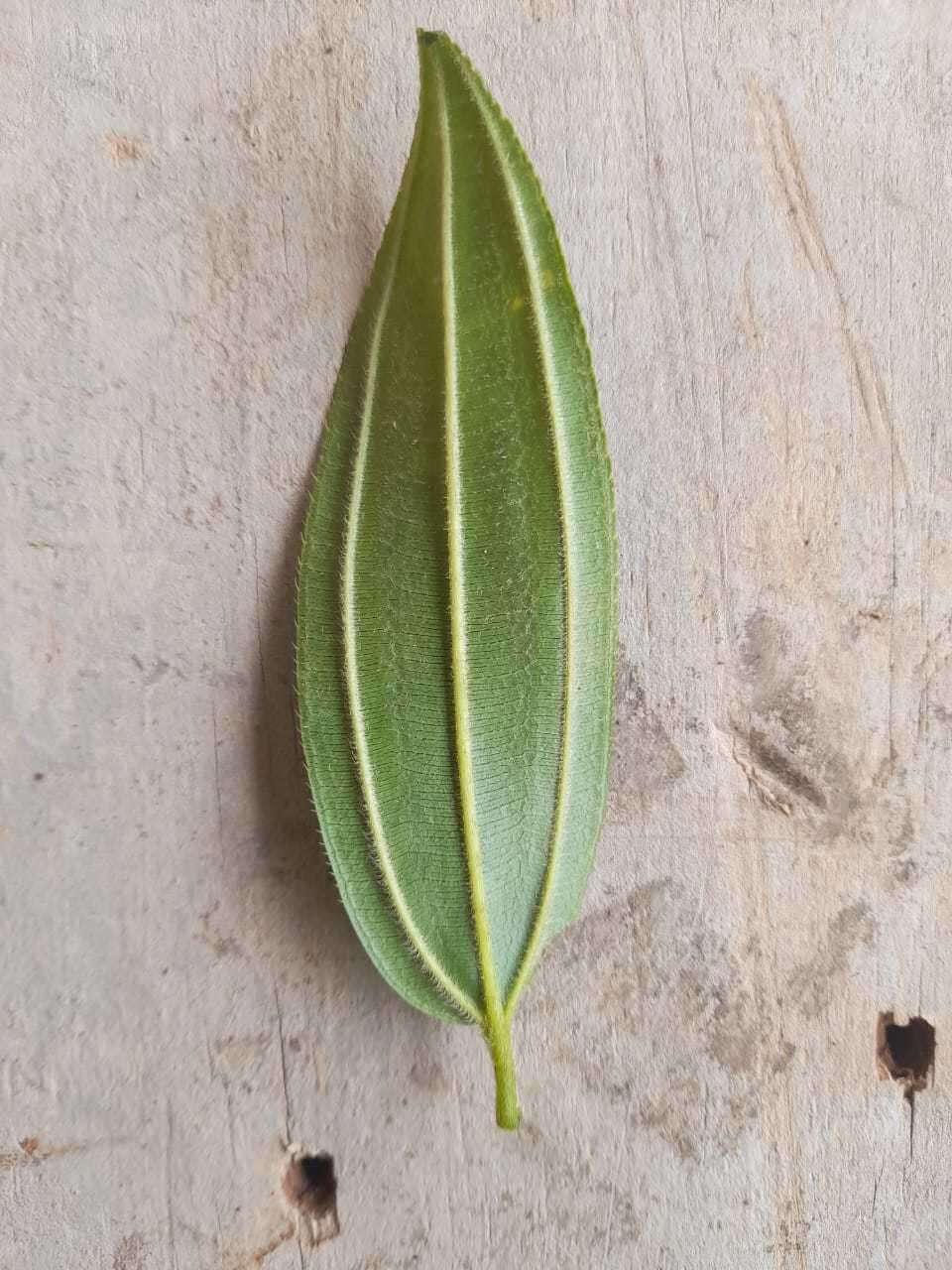 Imagem de Meriania speciosa (Humb. & Bonpl.) Naud.