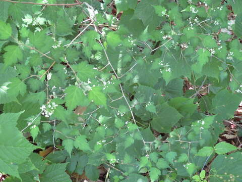 Image of laceshrub