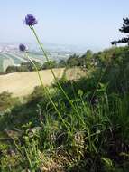 Image of Round-headed Rampion