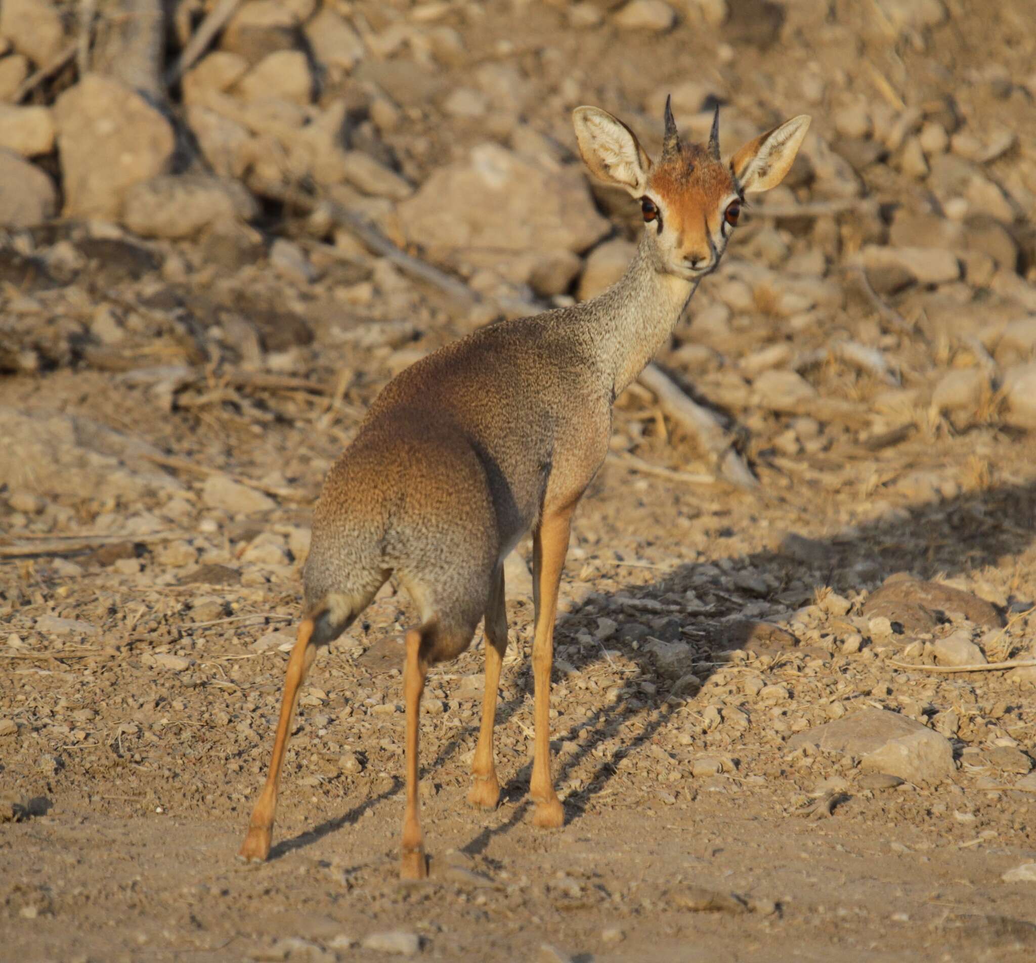 Image of Salt's Dikdik