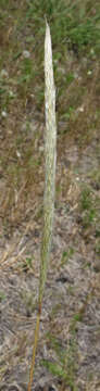 Imagem de Bothriochloa longipaniculata (Gould) Allred & Gould