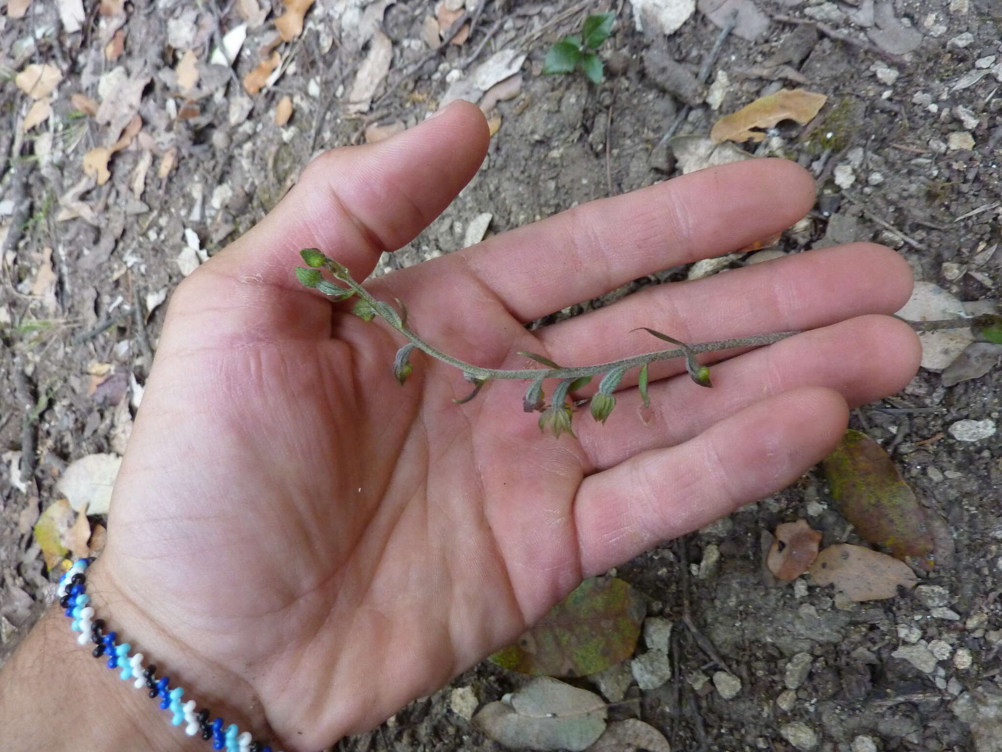 Image of Small-leaved Helleborine