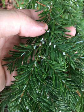 Image of Hemlock Woolly Adelgid