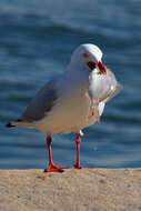 Image of Silver Gull