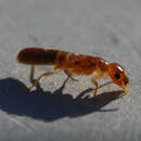 Image of Termite