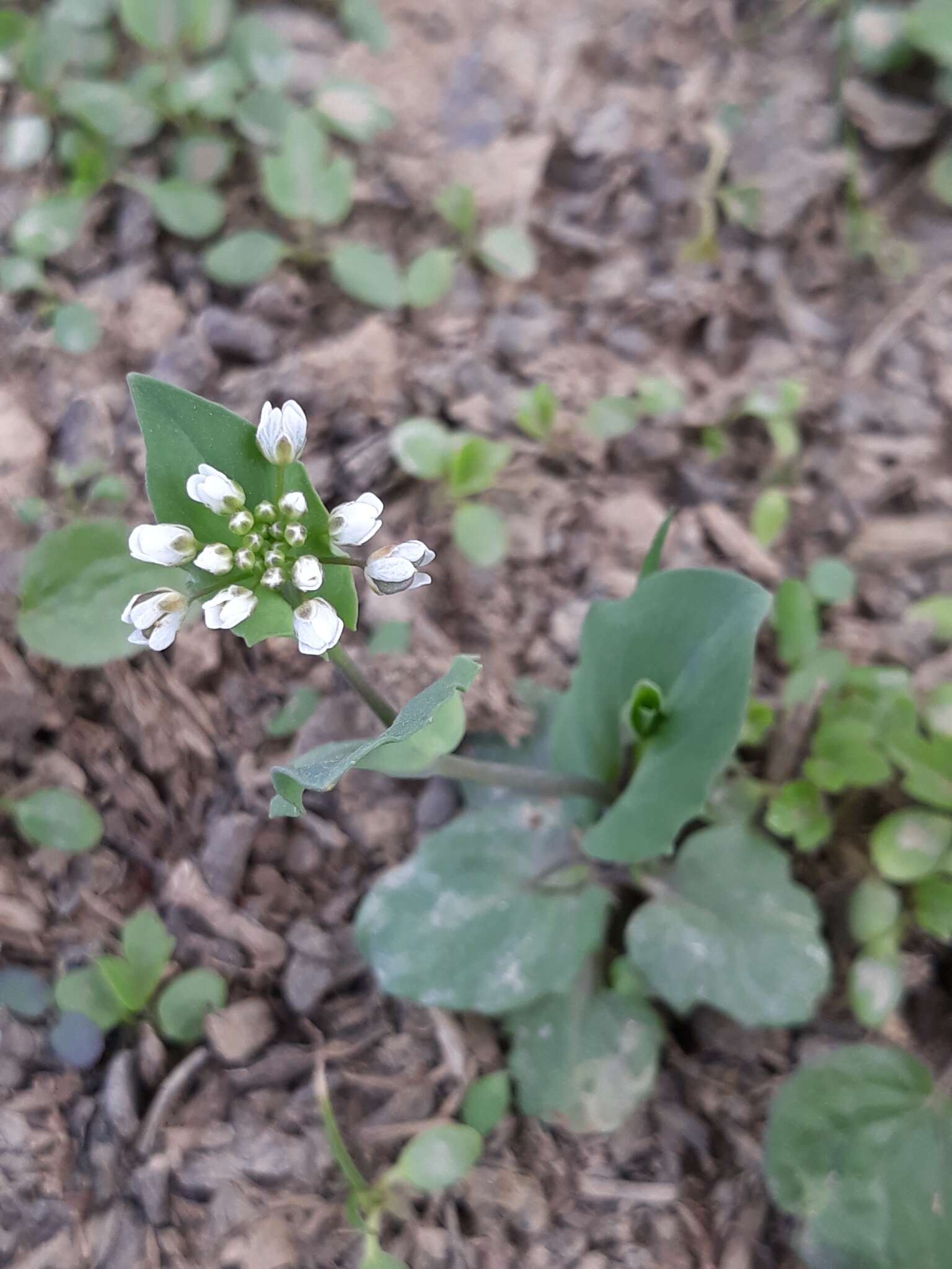 Imagem de <i>Noccaea perfoliata</i>