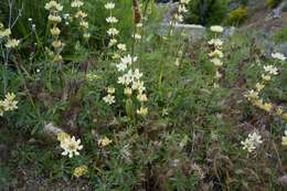 Слика од Lupinus luteolus Kellogg