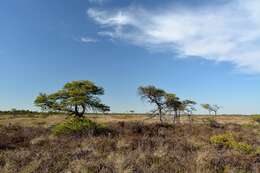 Image of Scotch Pine