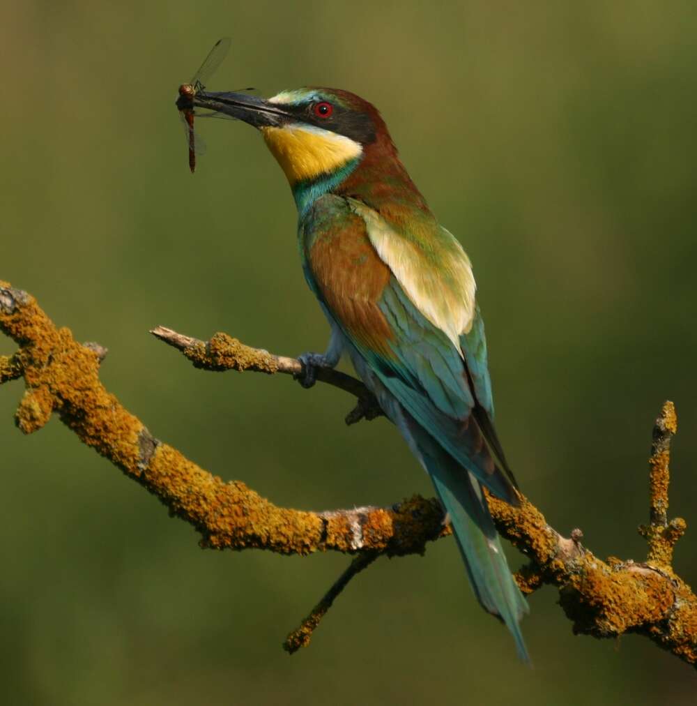 Image of bee-eater, european bee-eater