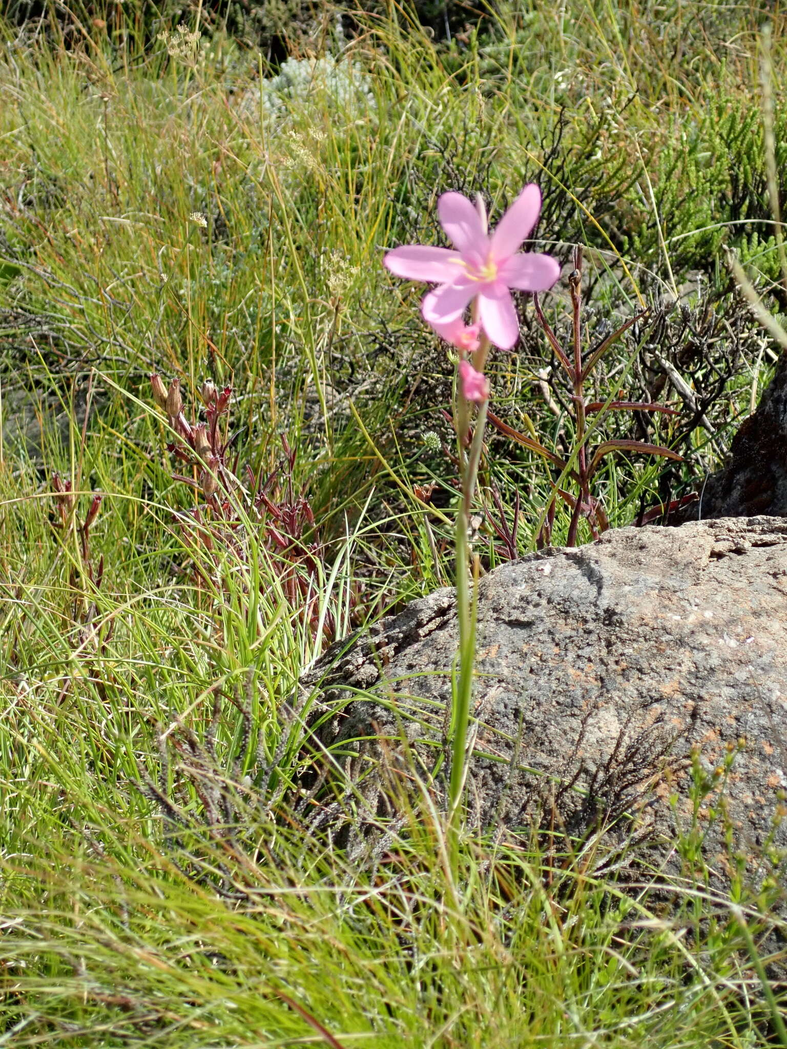 Plancia ëd Hesperantha baurii Baker