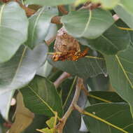 Image of Polistes japonicus de Saussure 1858