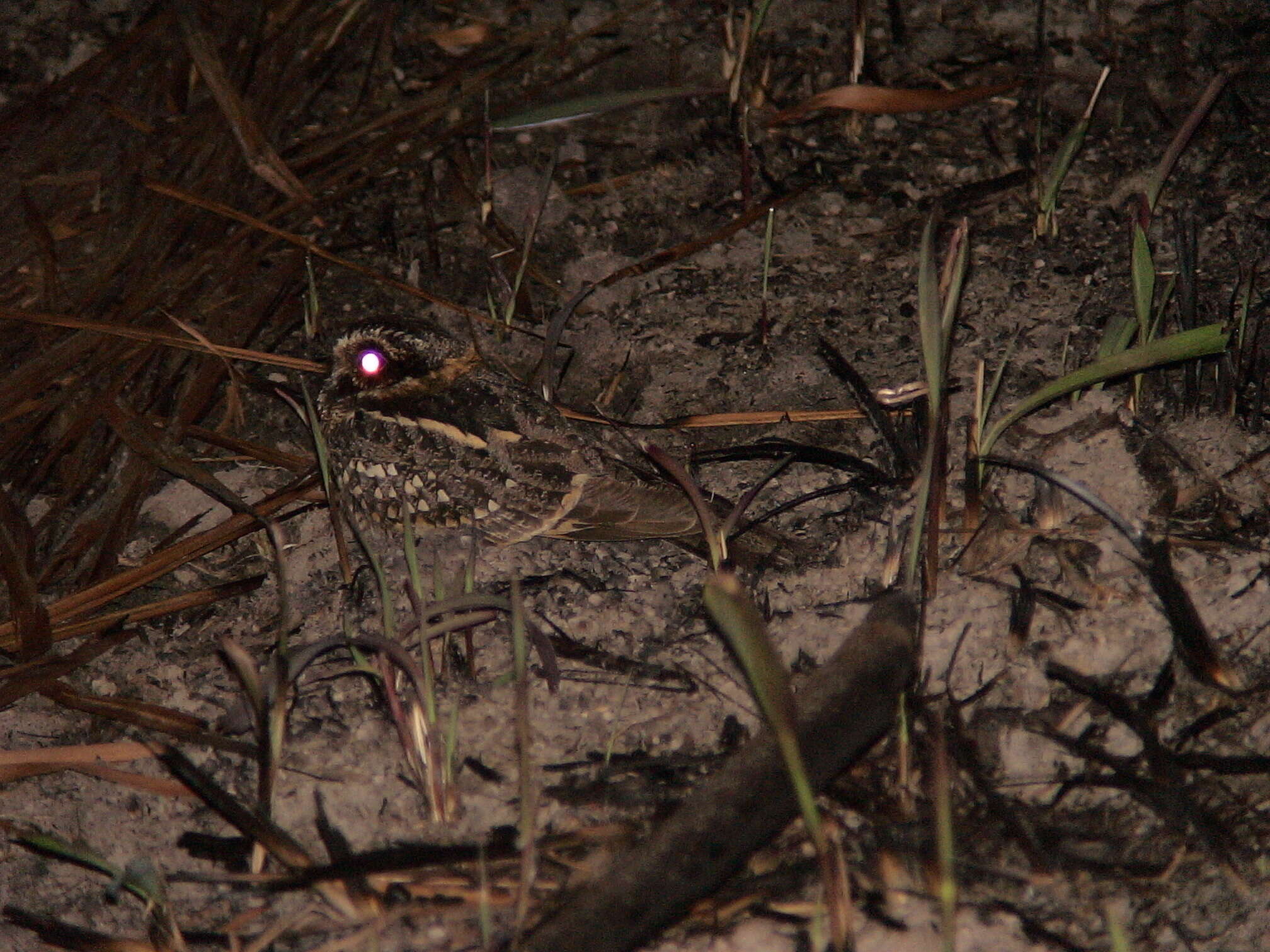 Image of Spot-tailed Nightjar