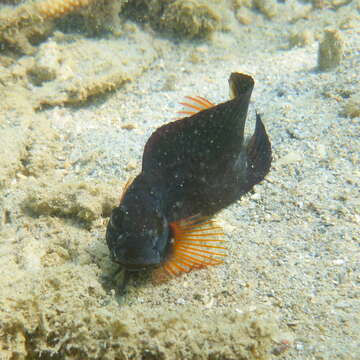 Image of Brown coral blenny