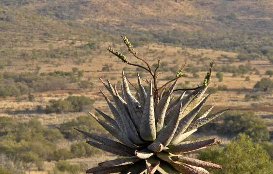 Image of Aloe marlothii subsp. marlothii