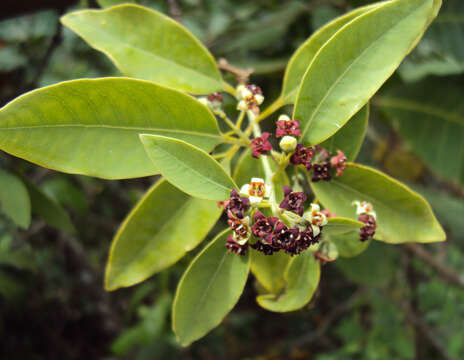 Image of Sandalwood