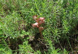 Imagem de Orobanche caryophyllacea Sm.