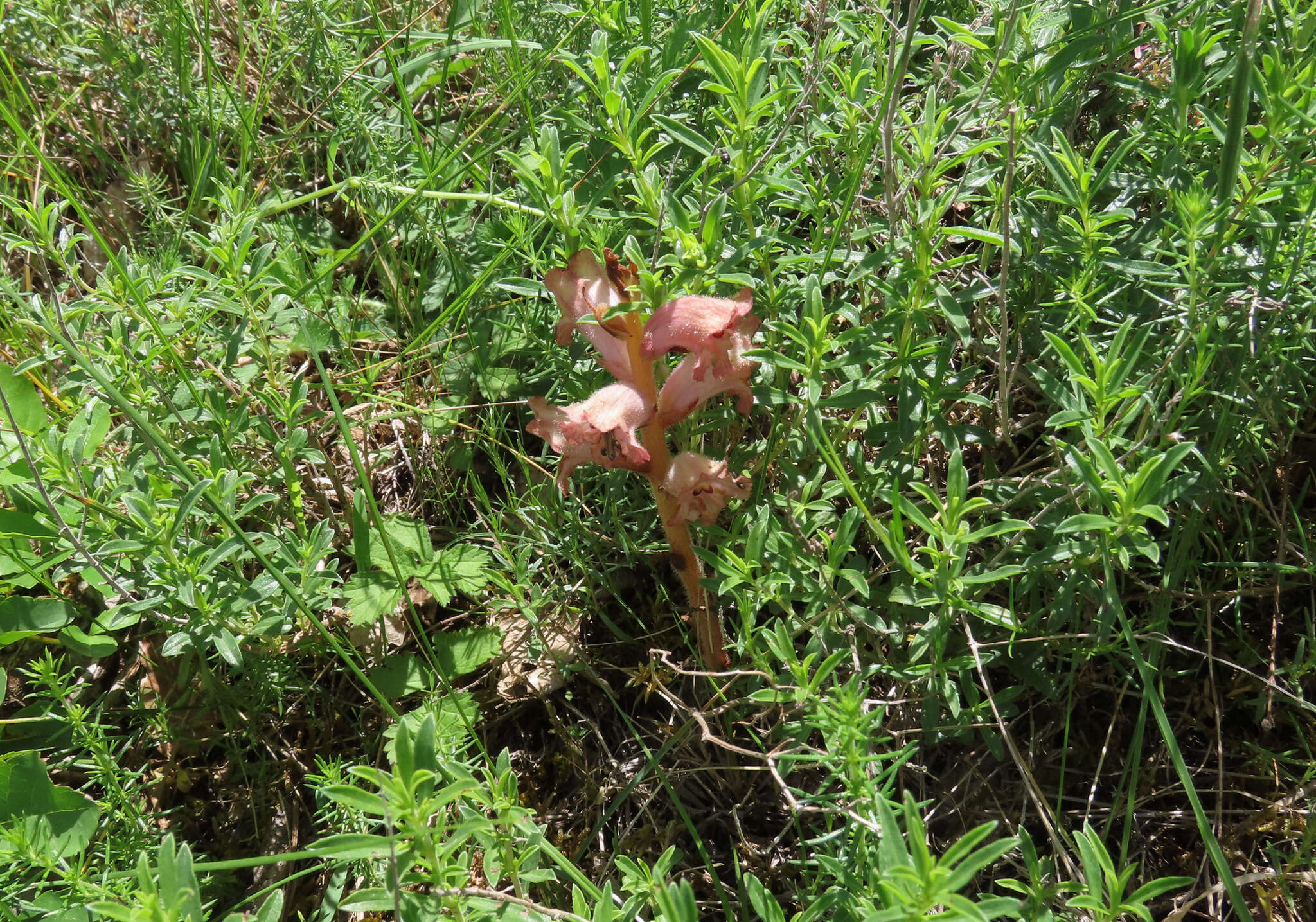 Imagem de Orobanche caryophyllacea Sm.