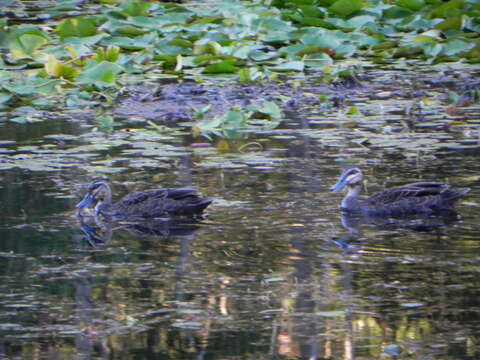 Image of Grey Duck