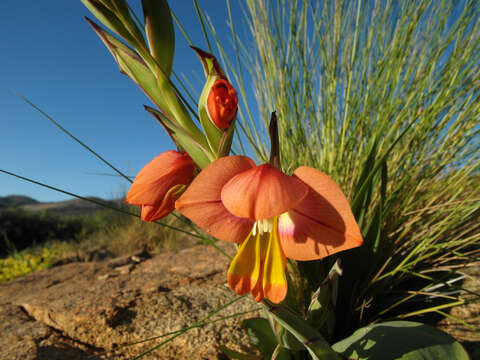 Image of Gladiolus equitans Thunb.