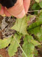 Image of Berkheya echinacea subsp. echinacea