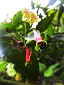 Image of Tropaeolum deckerianum Moritzi & Karst.