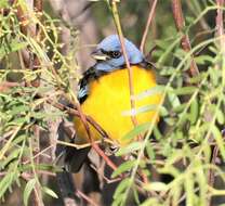 صورة Rauenia bonariensis schulzei (Brodkorb 1938)