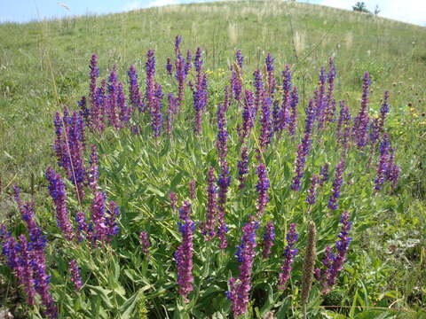 Imagem de Salvia nemorosa L.