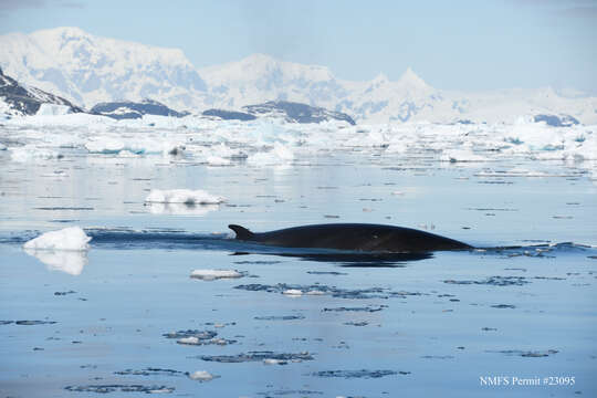 Image of Antarctic Minke Whale