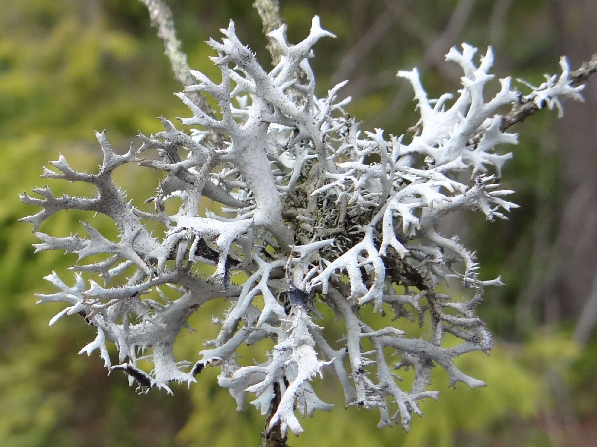 Image of Pseudevernia furfuracea (L.) Zopf