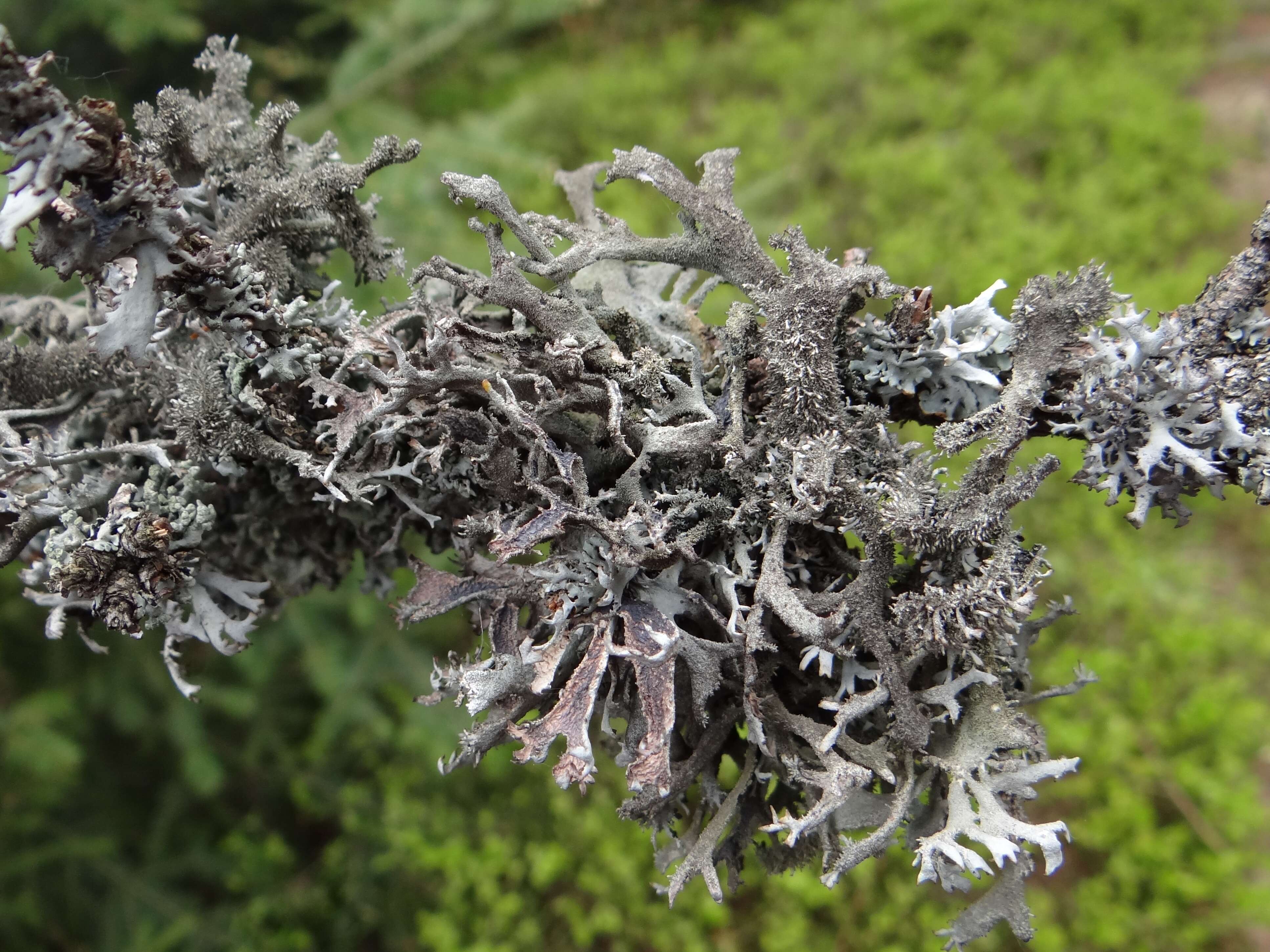 Image of Pseudevernia furfuracea (L.) Zopf