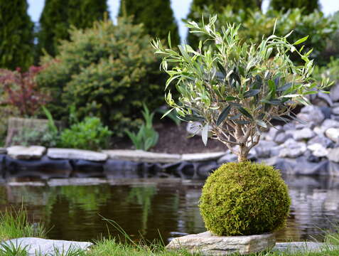 Image of olive tree