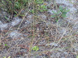 Image of jeweled blue-eyed grass