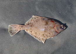 Image of Starry flounders