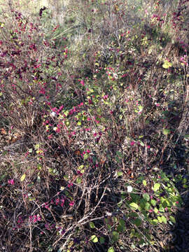 Image of coralberry