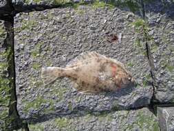 Image of Starry flounders