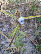 Image of Crotalaria sessiliflora L.