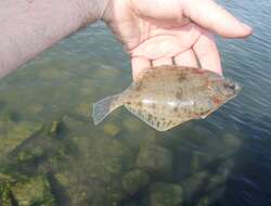 Image of Starry flounders