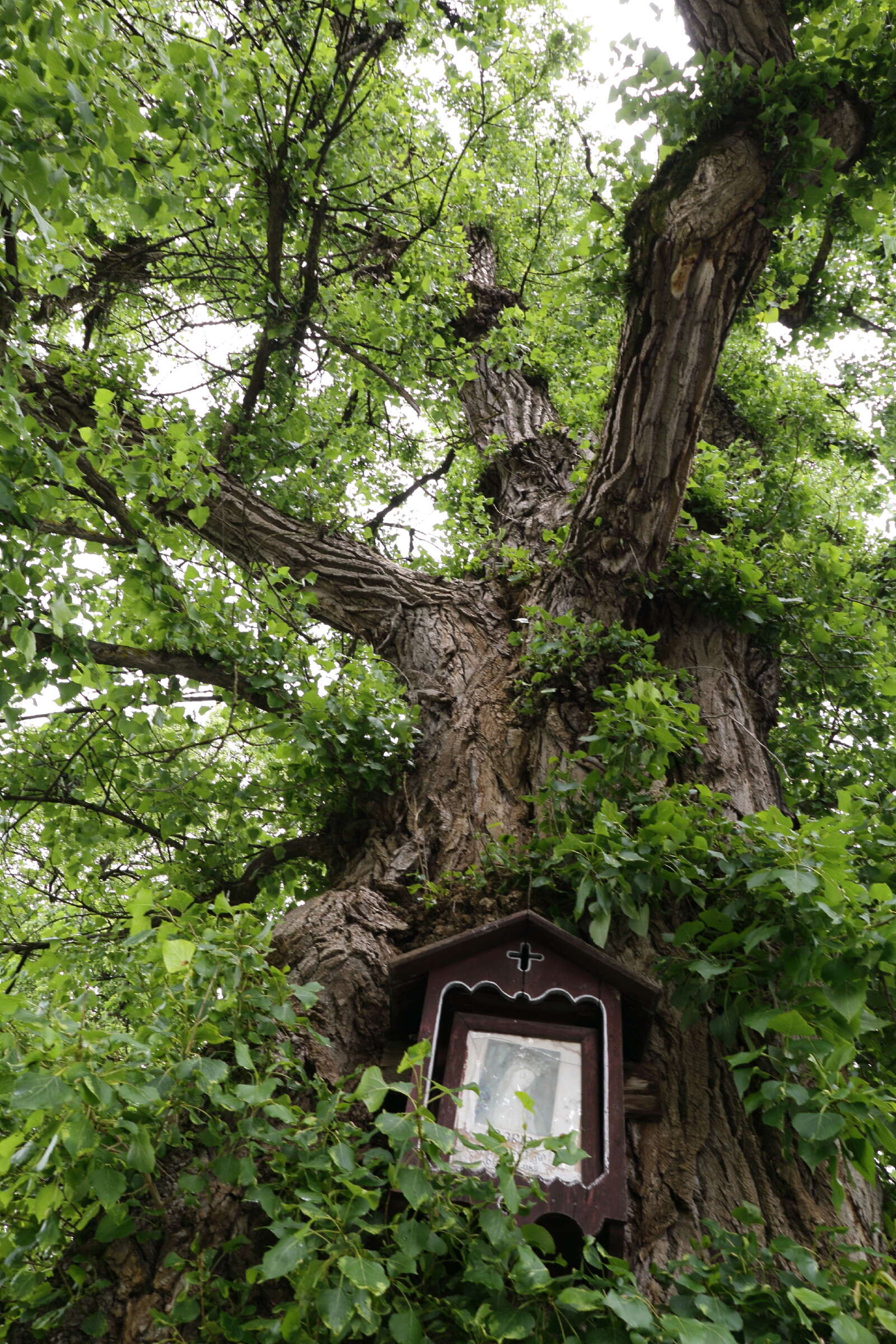 Image of Black Poplar