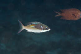 Image of Blue-stripe spinecheek