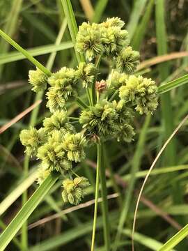 Image de Cyperus pseudovegetus Steud.