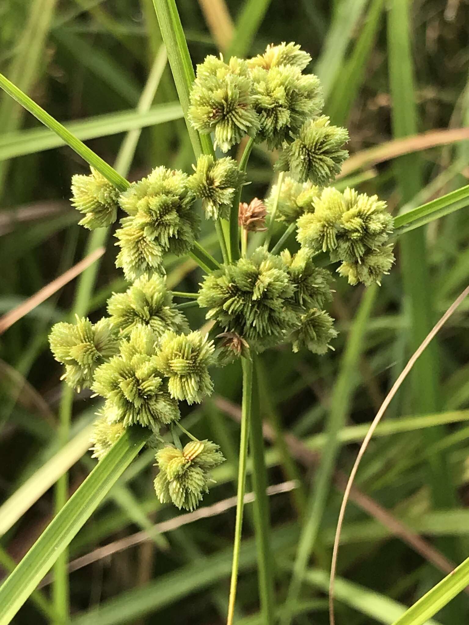 Image of Marsh Flat Sedge