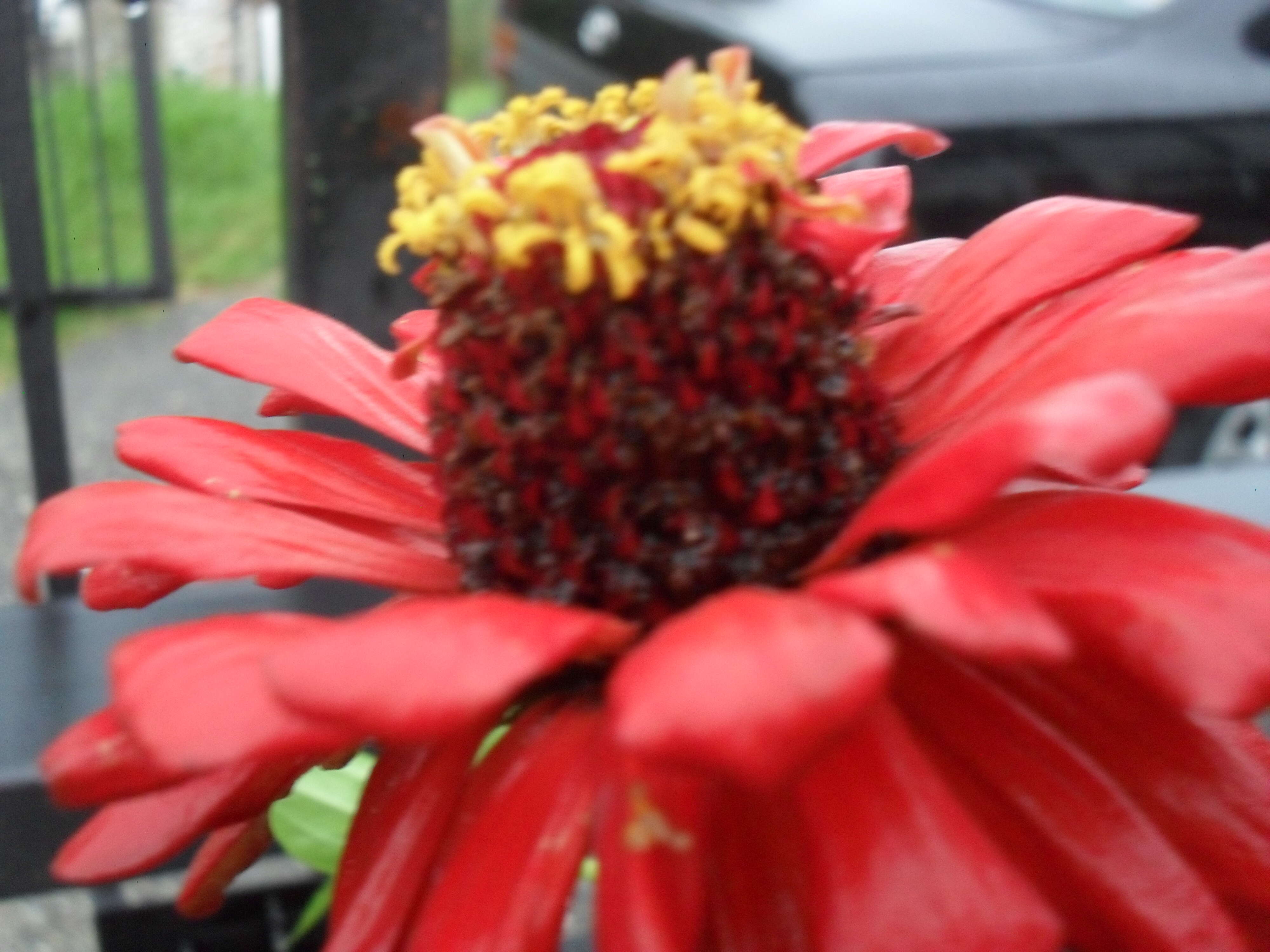 Image of Peruvian zinnia