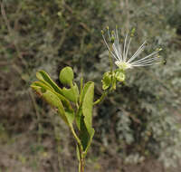 Image de Maerua humbertii Hadj-Moust.