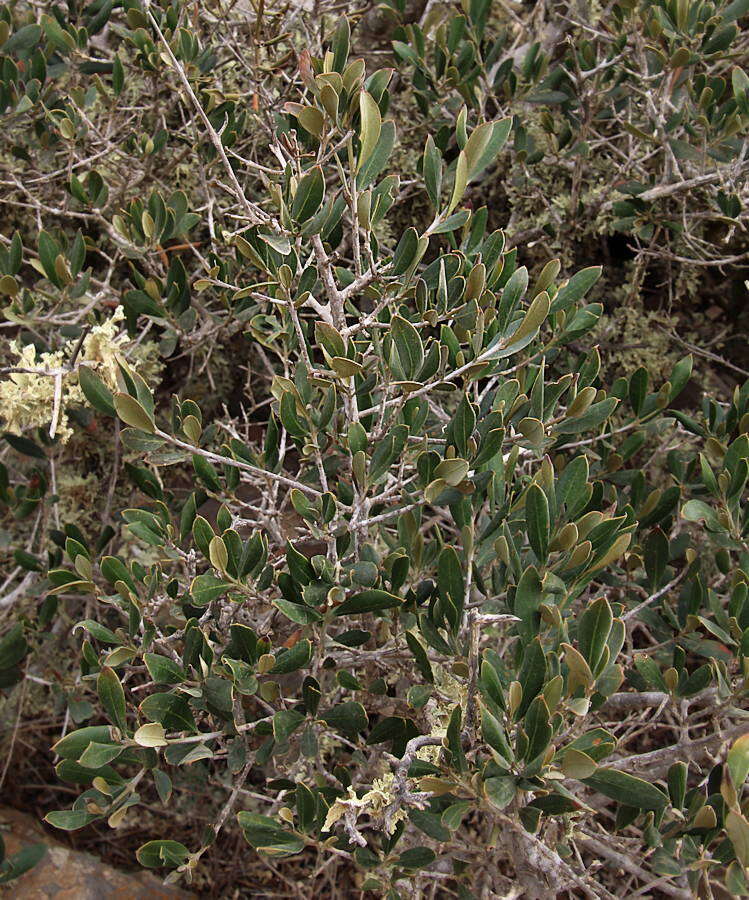 Olea europaea subsp. guanchica P. Vargas, J. Hess, Muñoz Garm. & Kadereit resmi