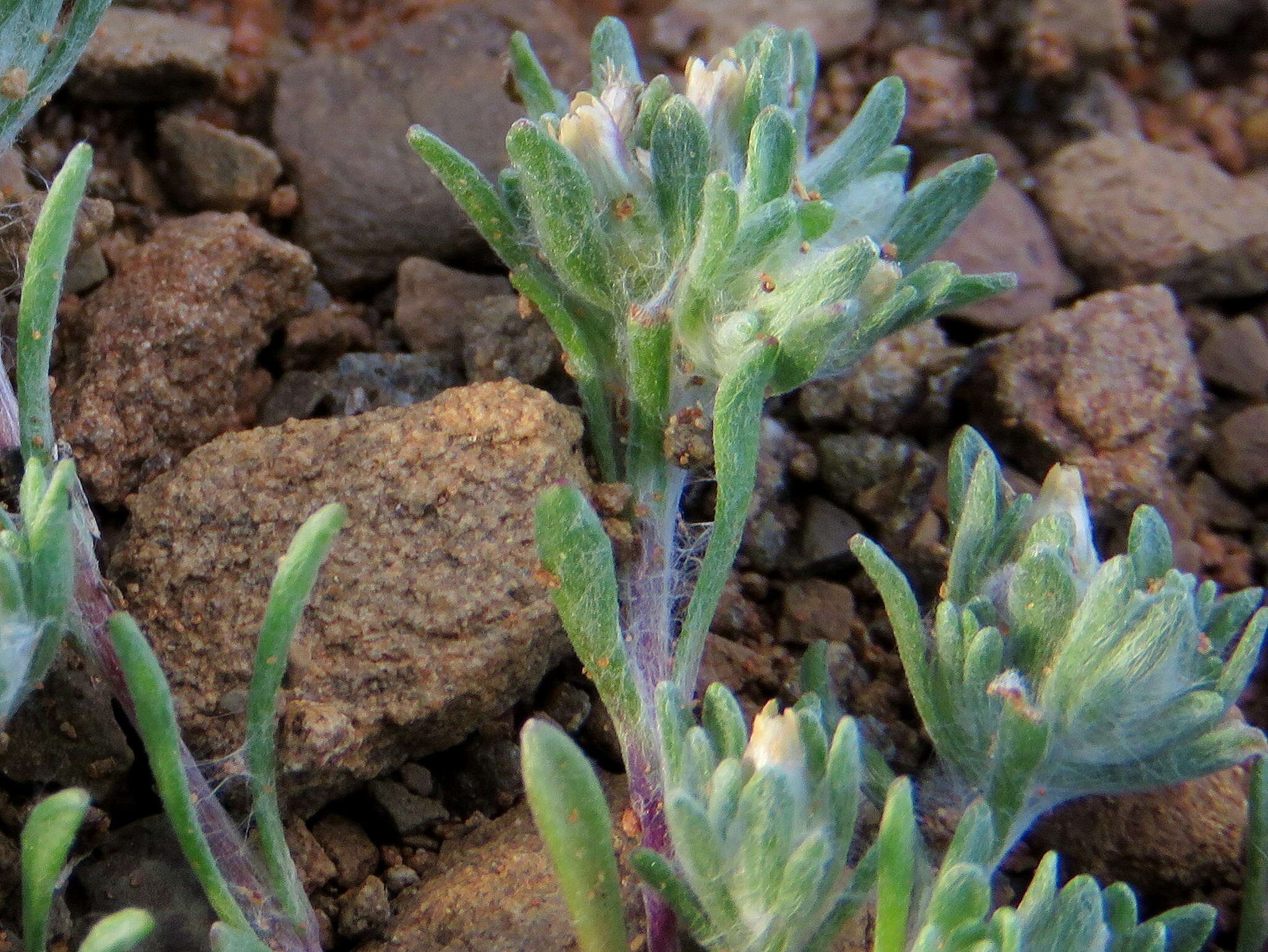 Image de Helichrysum leontonyx DC.