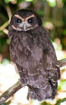 Image of Tawny-browed Owl