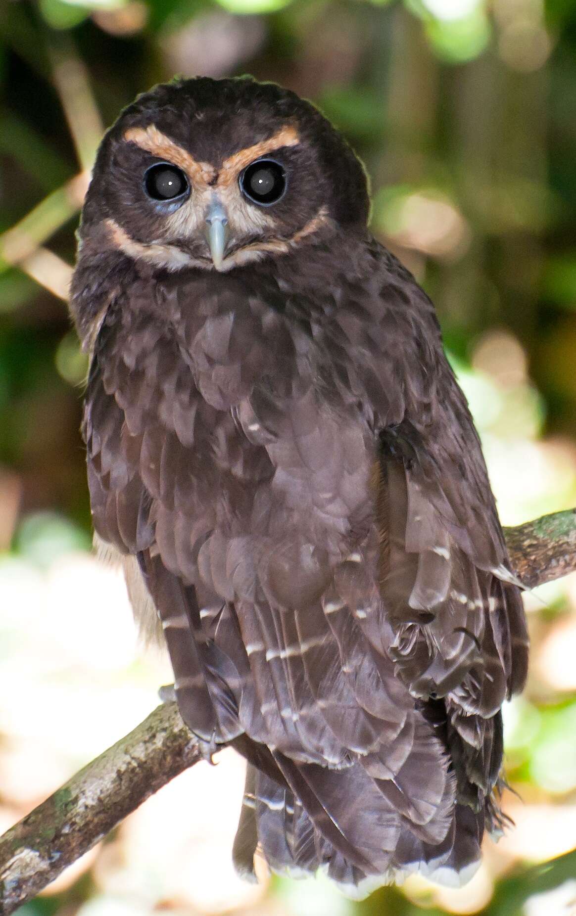 Image of Tawny-browed Owl