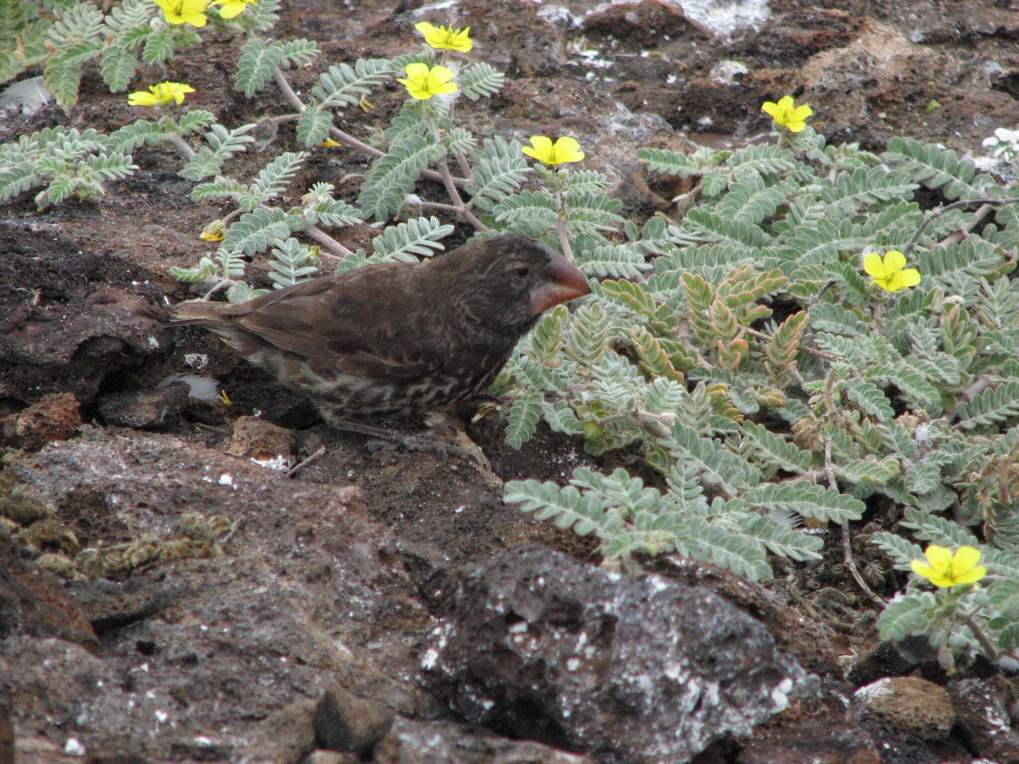 Image of Large Ground Finch