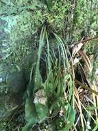 Image of Asplenium griffithianum Hook.